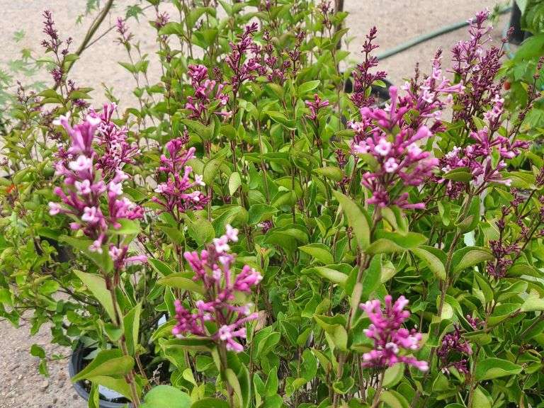2) Josee Reblooming Lilac