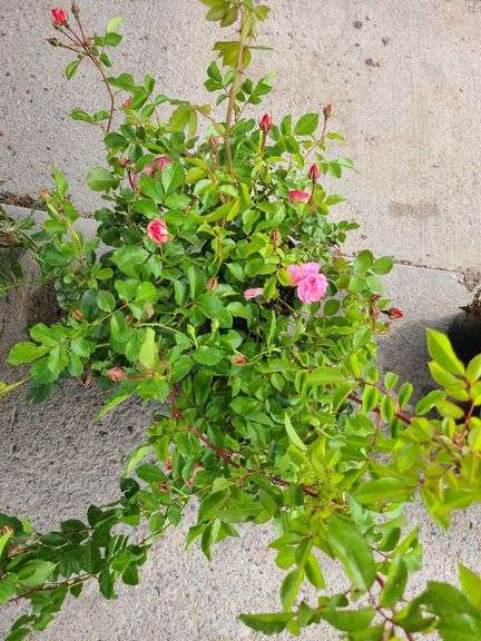 3) Rose Bushes