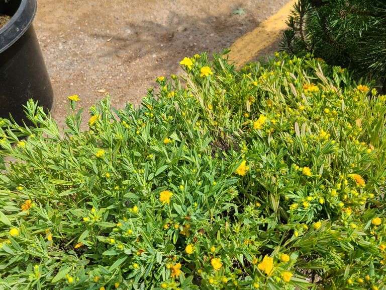 3) Cobalt-N-Gold Hypericum