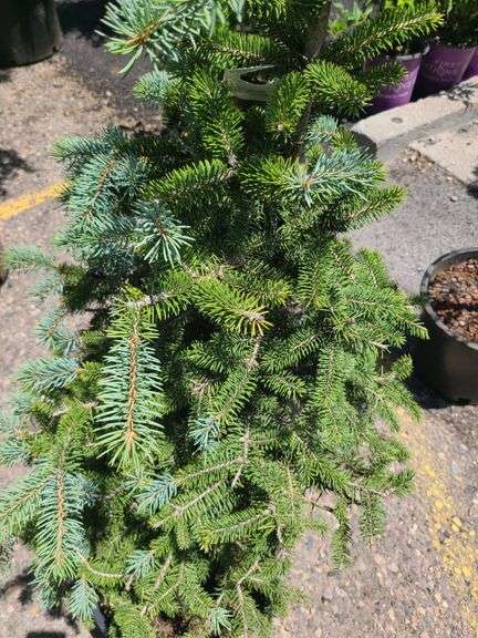 Spruce Tree
