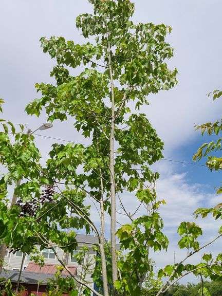 Red Sunset Maple