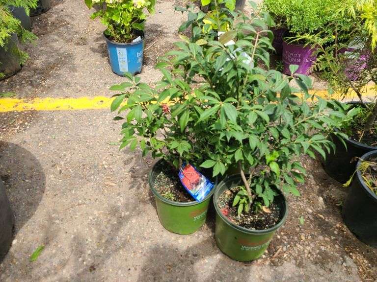 3) Burning Bush Euonymus