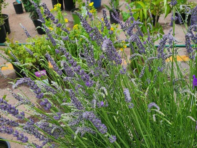 5) Lavender Plants