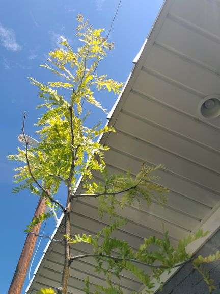 Honey Locust