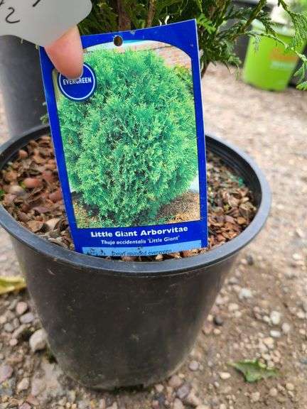 Picea Evergreen, Little Giant Arborvitae