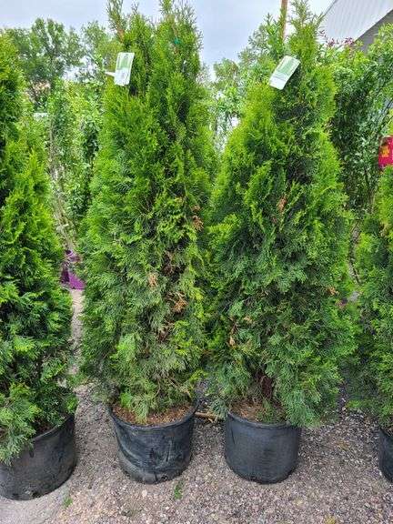 2) Emerald Green Arborvitaes
