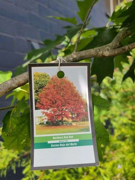 Northern Red Oak