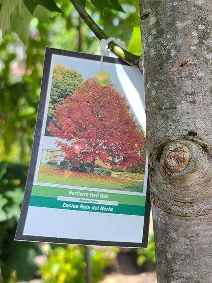 Northern Red Oak