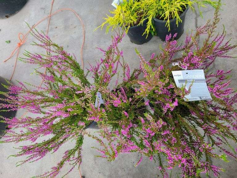 3) Purple Heather Calluna Vulgaris