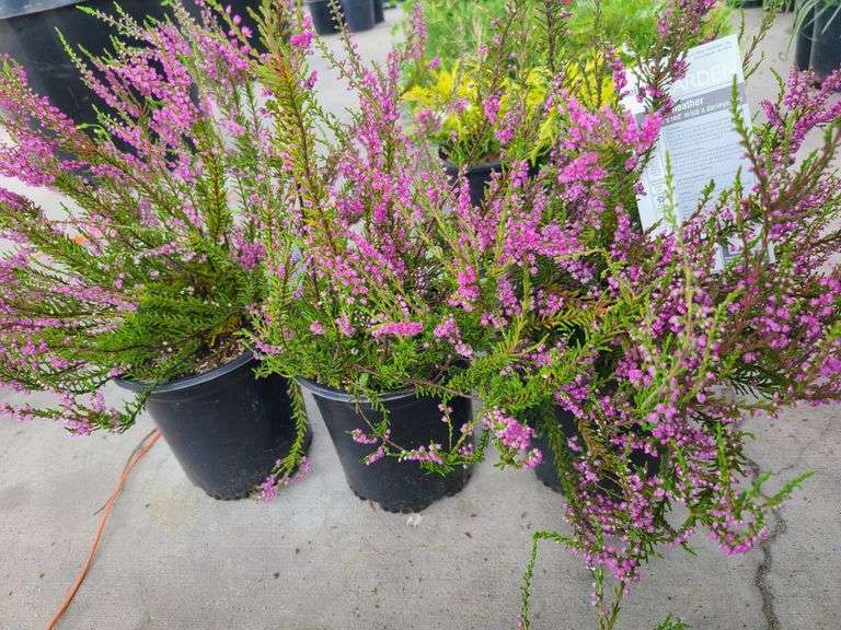3) Purple Heather Calluna Vulgaris