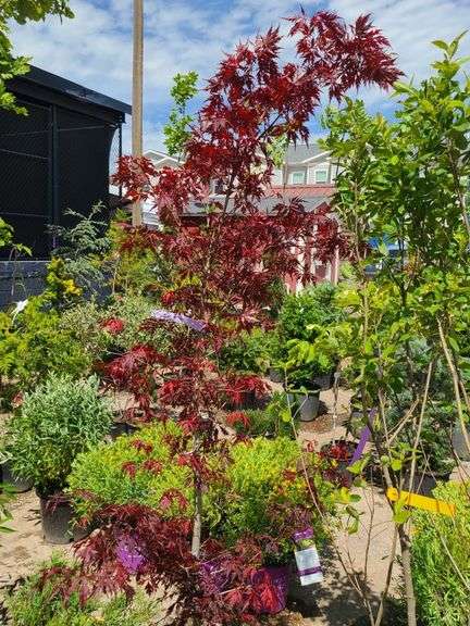 Japanese Maple