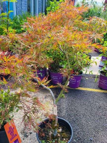 Red Leaf Laceleaf Japanese Maple