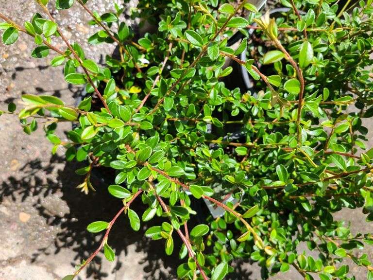 4) Cotoneaster Coral Beauty