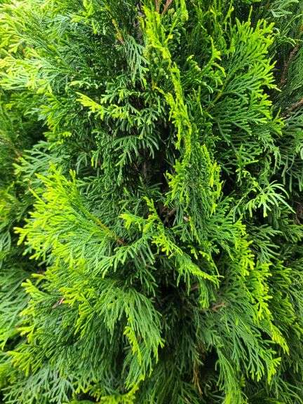 2) Emerald Green Arborvitaes