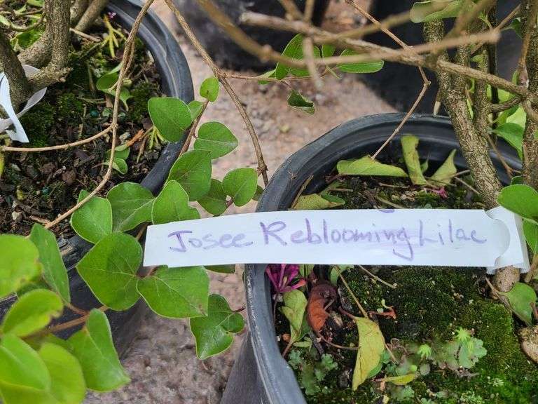 2) Josee Reblooming Lilac