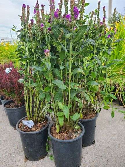 4) Purplegum  Candles Veronica