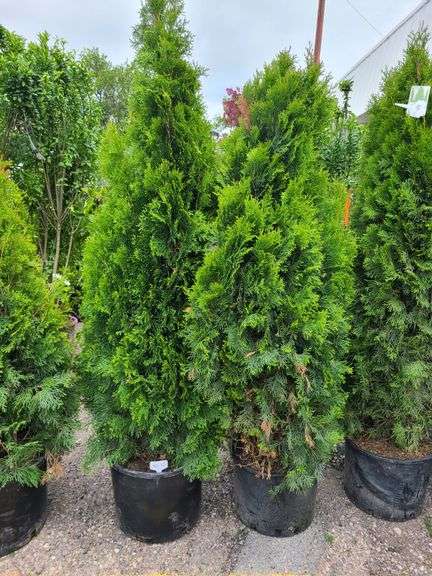2) Emerald Green Arborvitae