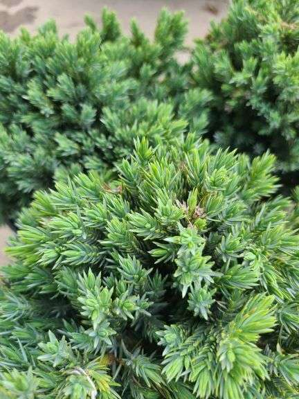 4) Blue Star Juniper