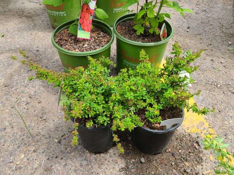 2) Snowmound Spirea