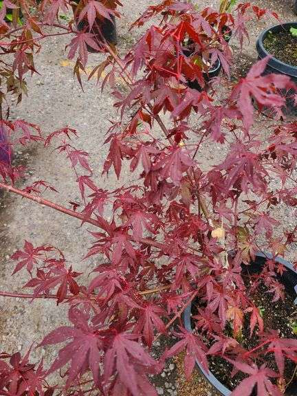 Japanese Maple