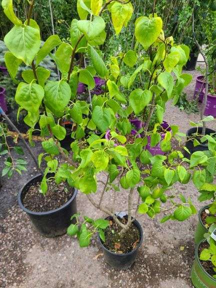 2) White Lilac Trees