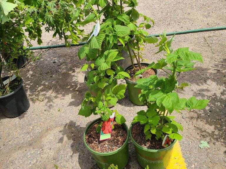 2) Raspberry