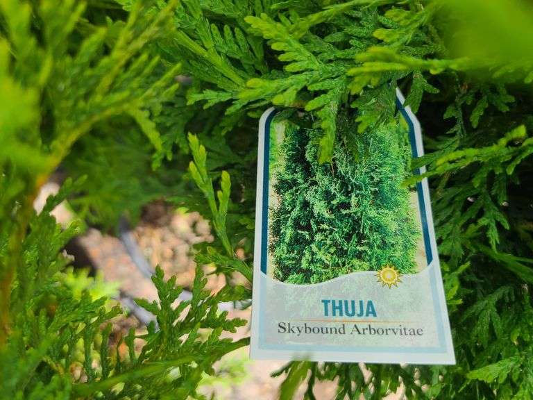 6) Skybound Arborvitae