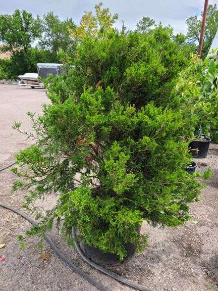 Juniperus virginiana