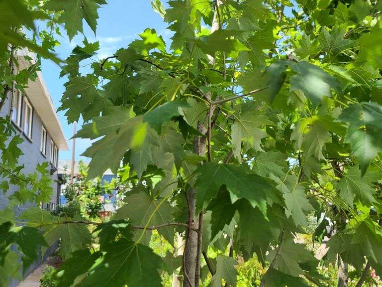 Red Maple Tree