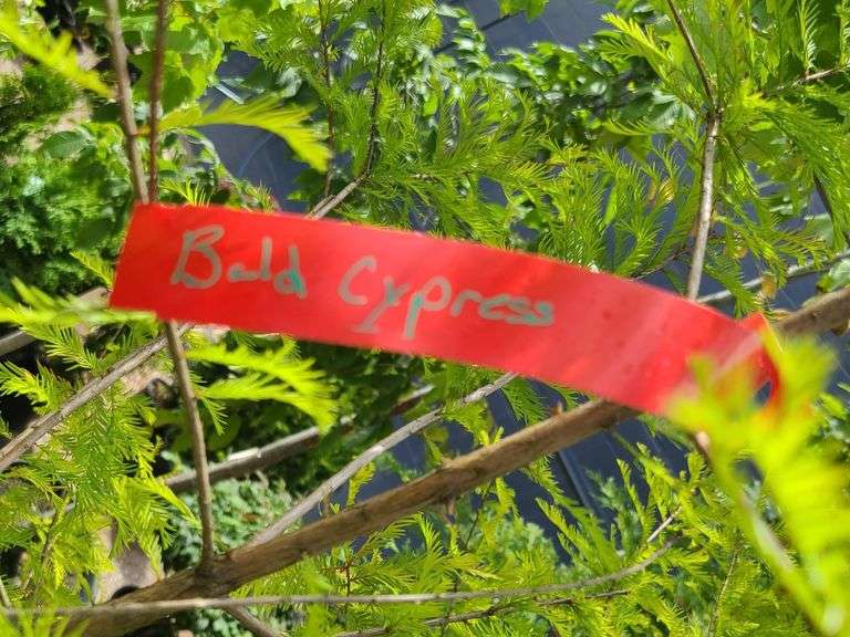 Bald Cypress