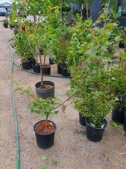 Patsy Japanese Maple
