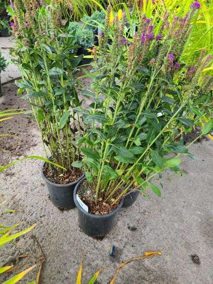 3) Purplegum Candles Veronica