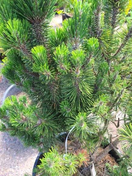 Pine