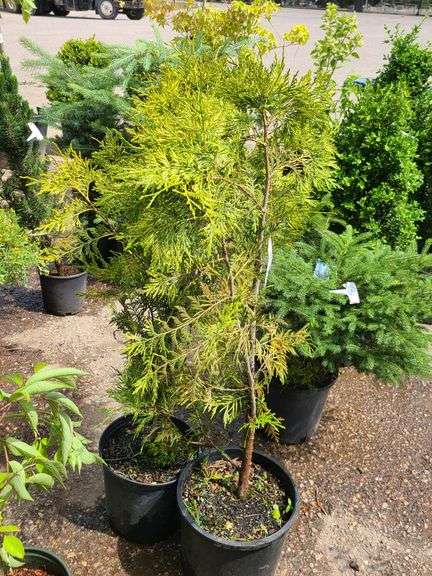 2) Cypress