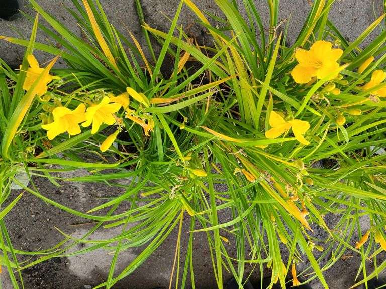 6) Daylily
