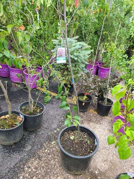 Eastern Redbud