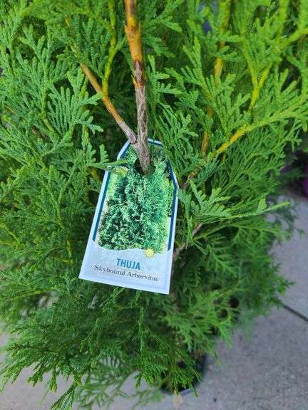 6) Thuja Skybound Arborvitaes