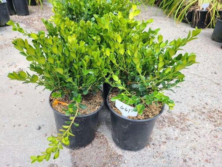 4) Winter Gem Boxwood