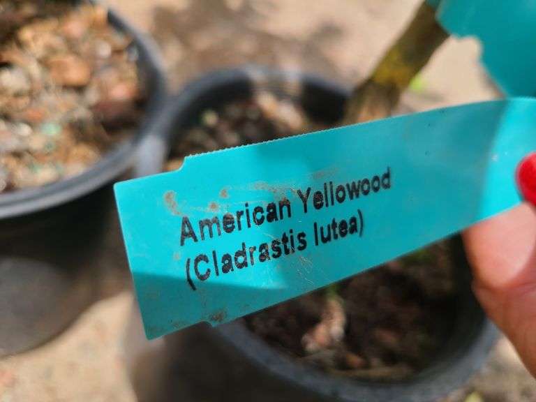 2) American Yellowood