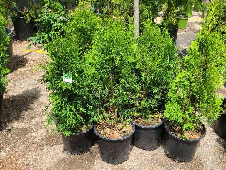7) Skybound Arborvitae