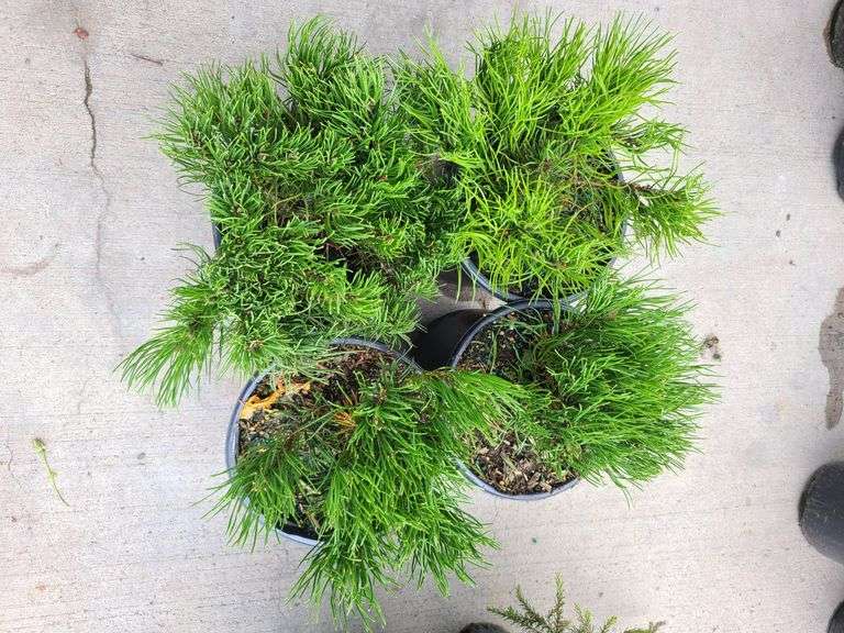 4) Dwarf Mugo Pine