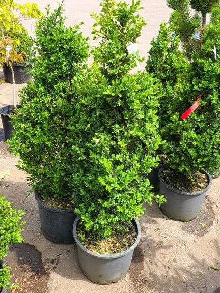 2) Bushes