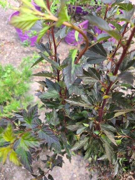 3) Ninebark Plants