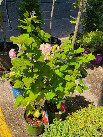 2) Latham Raspberry