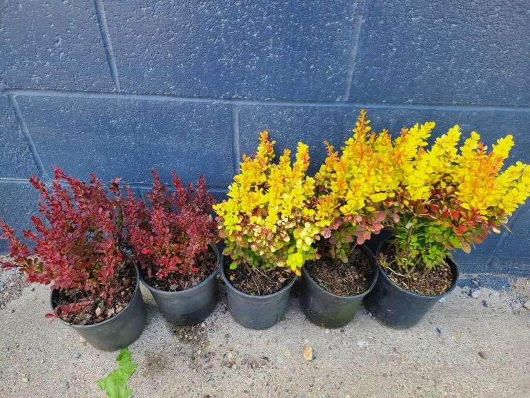 5) Barberry Bushes