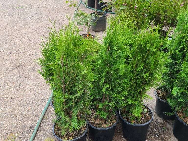 6) Emerald Green Arborvitae