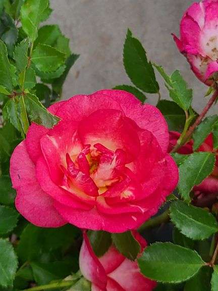 4) Rose Bush