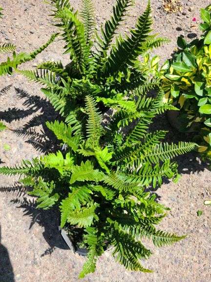 3) Western Sword Fern