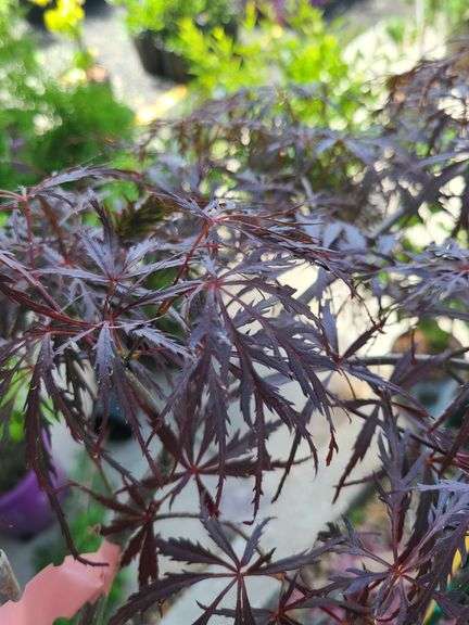 Amagi Shigure Japanese Maple, Acer Palmatum Garnet