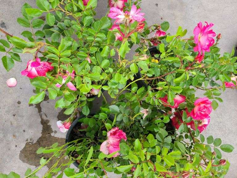 4) Rose Bush